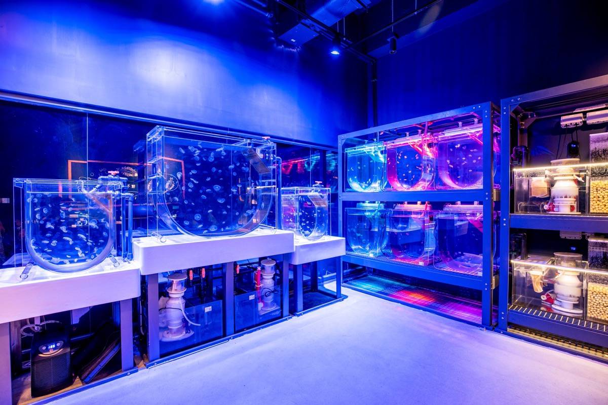 水母實驗室